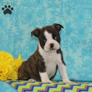 Carmen, Boston Terrier Puppy